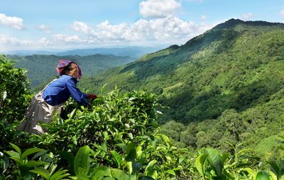 Bolaven mountain coffee