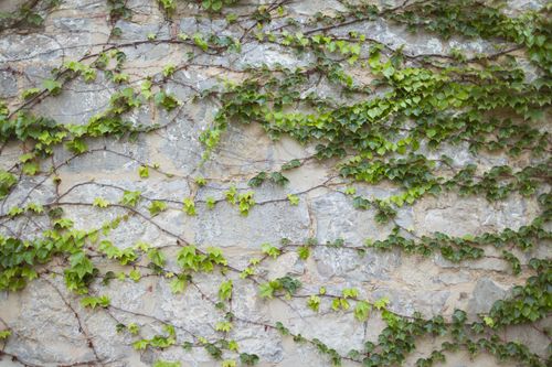 Free Vibrant green ivy spreading elegantly over a rustic stone wall, showcasing nature's beauty. Stock Photo