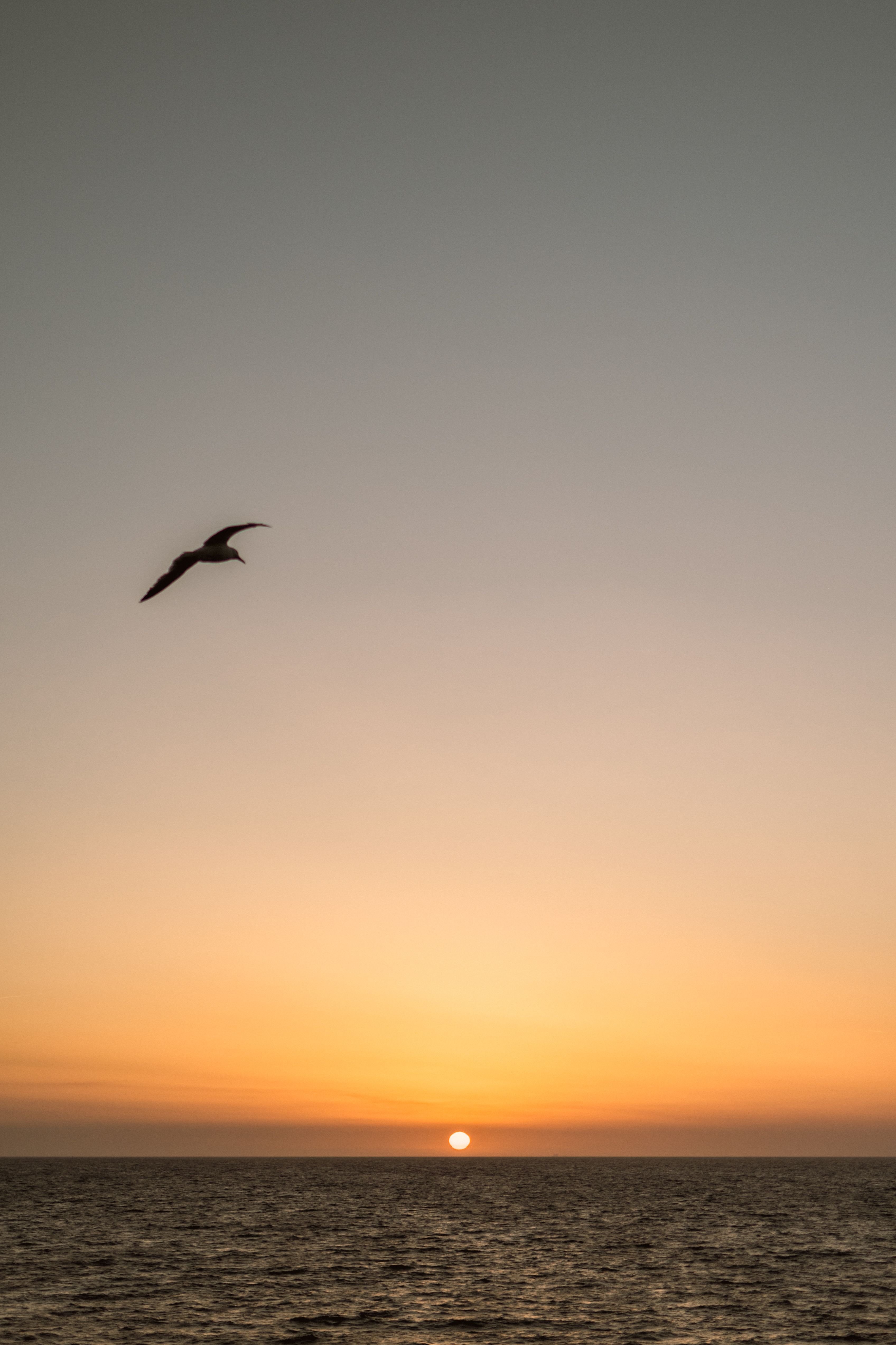 Bird Flying over the Sea · Free Stock Photo