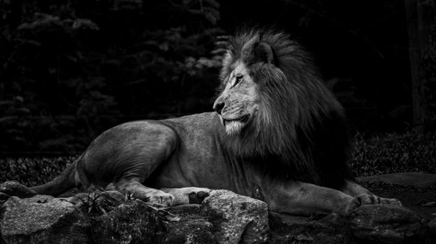 Stunning black and white photo of a regal lion in its natural habitat.