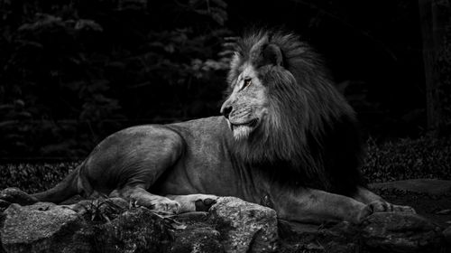 Free Stunning black and white photo of a regal lion in its natural habitat. Stock Photo