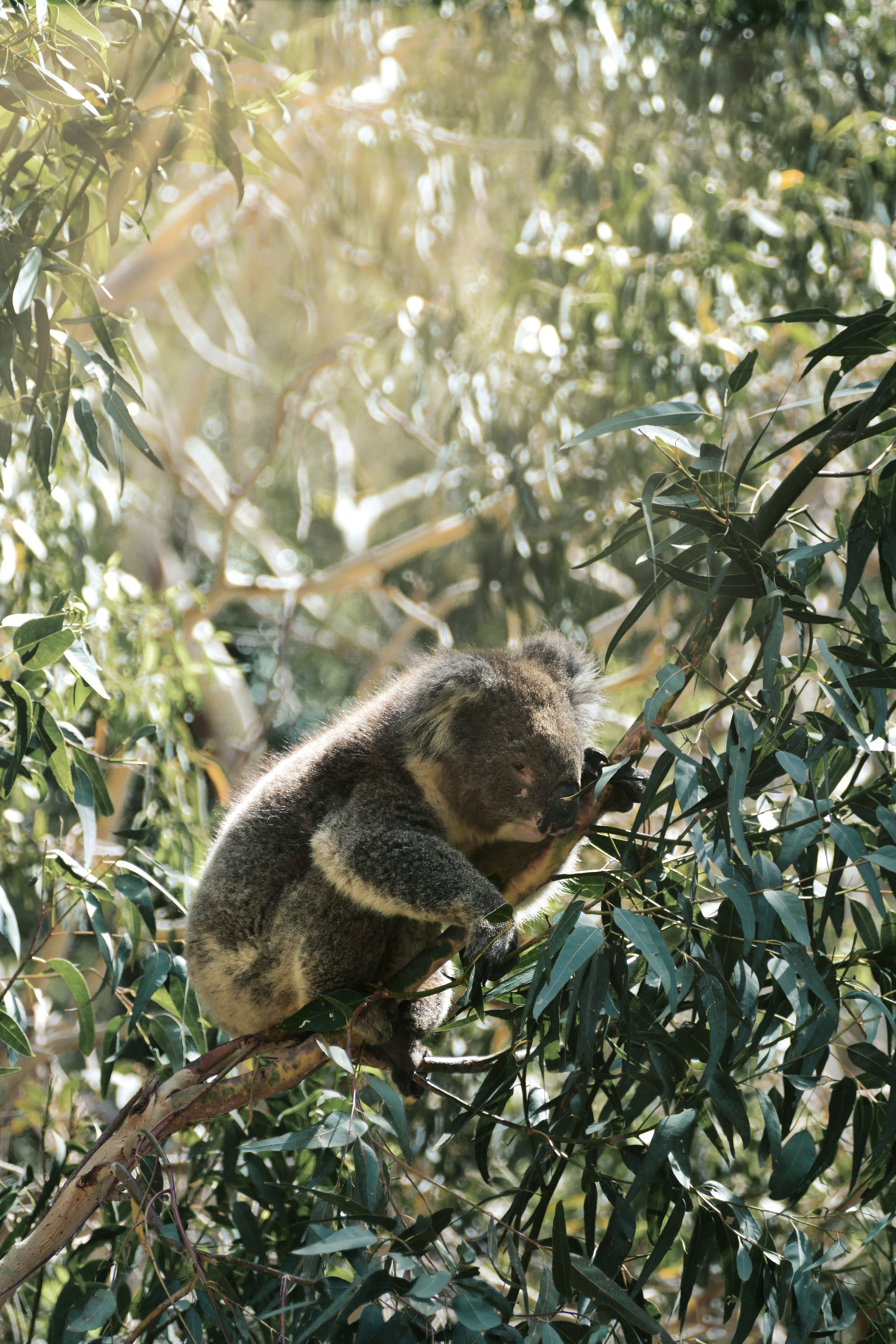 Gratis stockfoto met adelaide, australazië, Australië Stockfoto