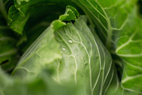 Kostenloses Stock Foto zu blatt, essen, frischwaren