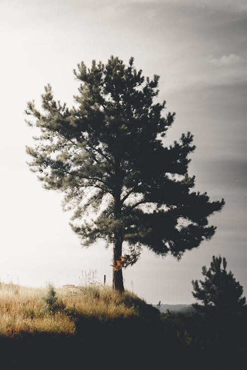 Foto stok gratis pohon pinus, rumput tinggi, tebing gunung