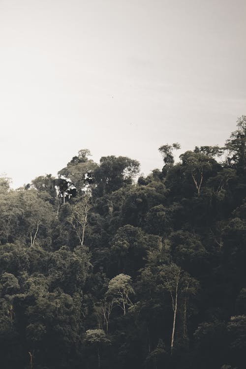 수직 쐈어, 숲, 자연의 무료 스톡 사진