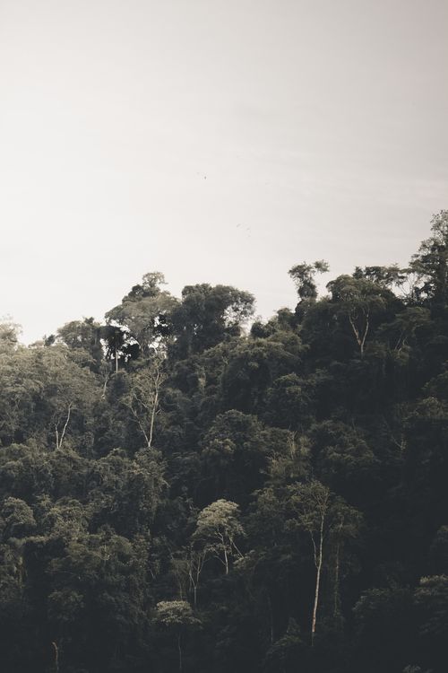 Free Vast green forest canopy under a cloudy sky, showcasing the beauty of nature. Stock Photo