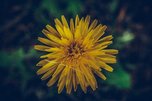 Kostnadsfri bild av gul, vacker blomma
