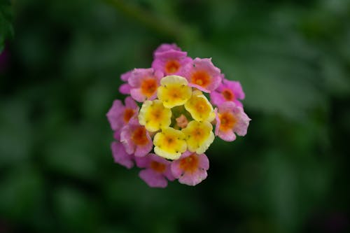 Free stock photo of beautiful flower, golden yellow, pink