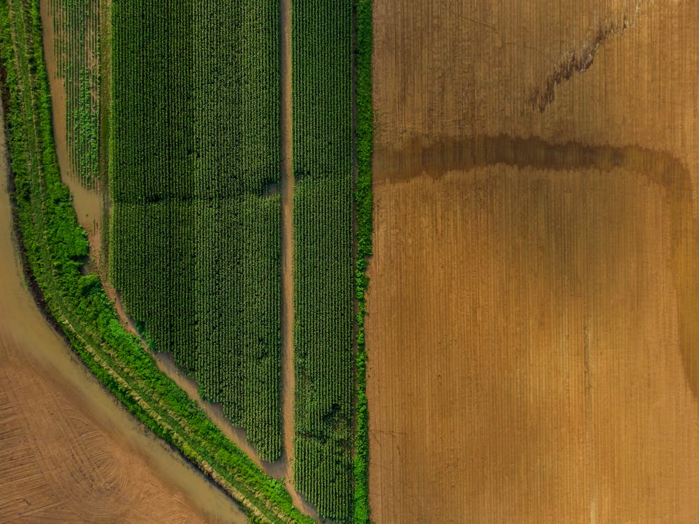 Top View of Green and Brown Croplands 