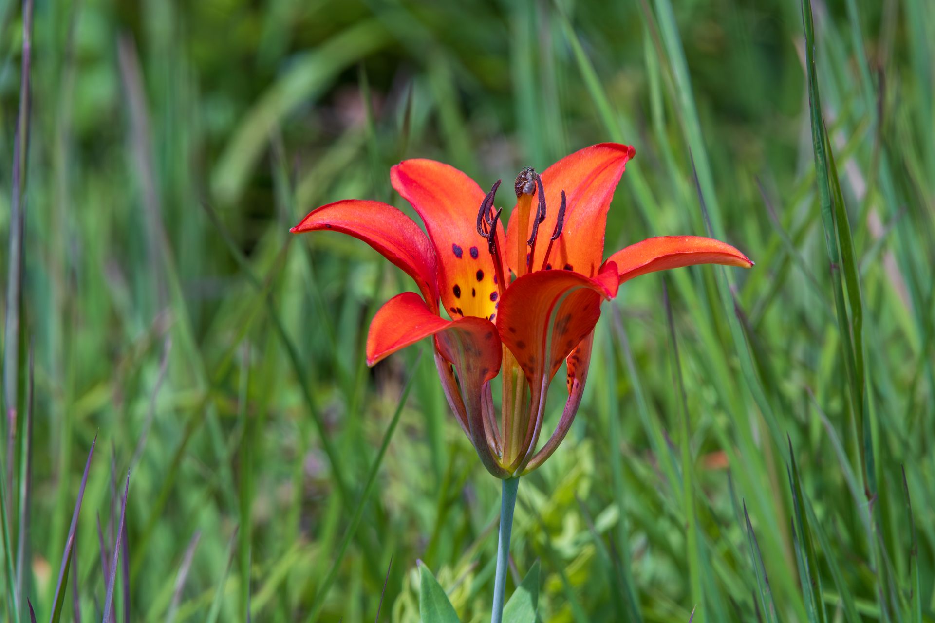 Brightly colored wild lily blooming in a lush green summer meadow.
