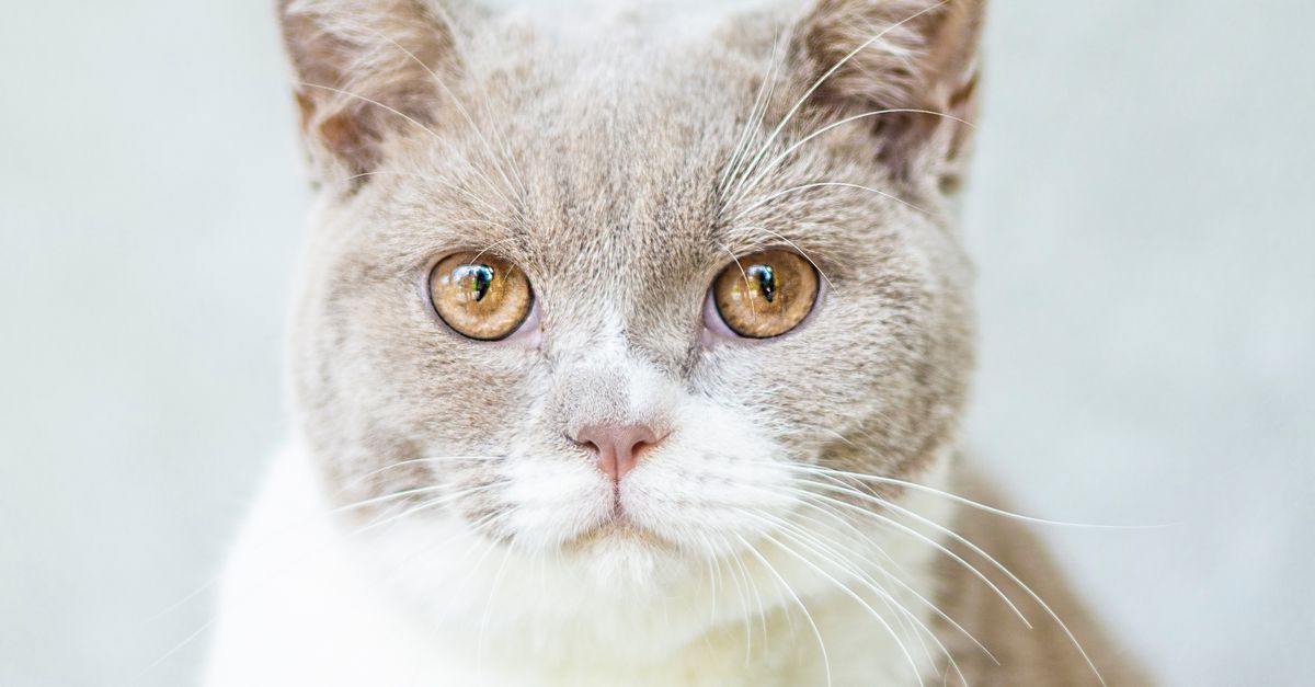Gros Plan Photo De Chat Photo Gratuite Gros plan photo de chat photo gratuite