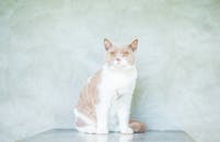 一只可爱的英国短毛猫坐在浅色背景前，长着一双引人注目的黄眼睛