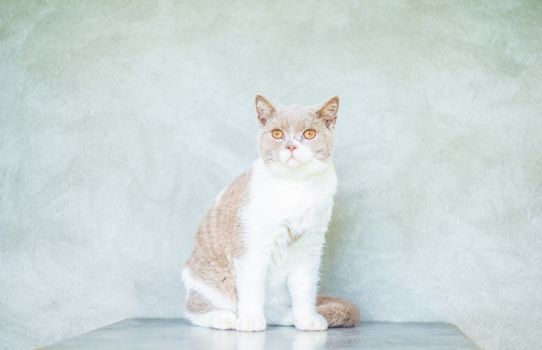 一只可爱的英国短毛猫坐在浅色背景前，长着一双引人注目的黄眼睛