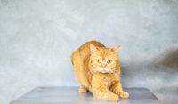Ginger cat on a pale studio backdrop — photo by Alina Vilchenko on Pexels