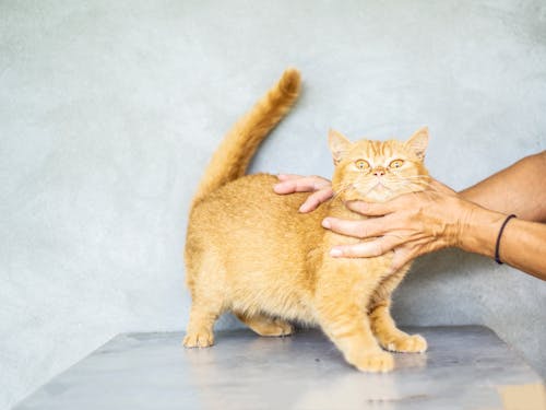 Free Photo of Orange Tabby Cat Stock Photo