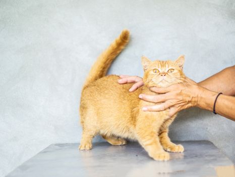cat body language guide for cat owners
