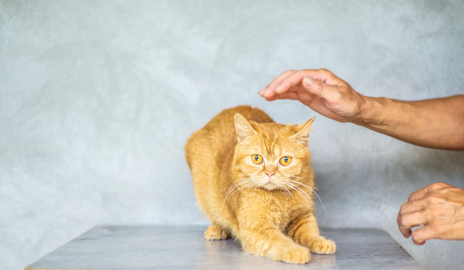Veterinary care for a cat