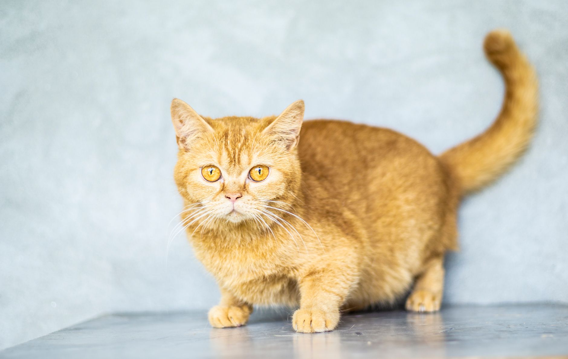 Cute attentive pet with curious yellow eyes looking at camera while standing on gray background