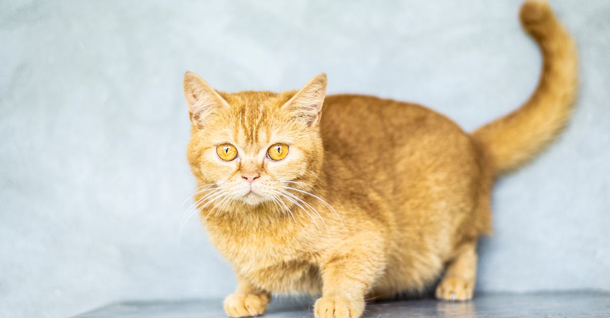 How to check for ear mites cat