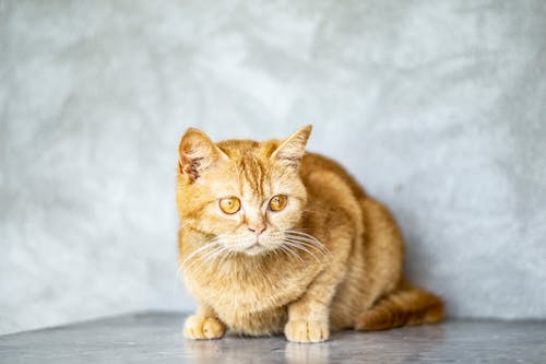 Zbliżenie: ładny Pomarańczowy Pręgowany Kot