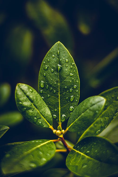 High angle of green leaves of tree with small water drops growing in garden on blurred background