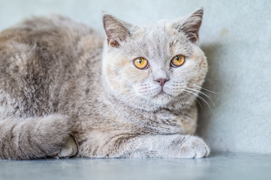 Fat thoughtful cat with brown eyes