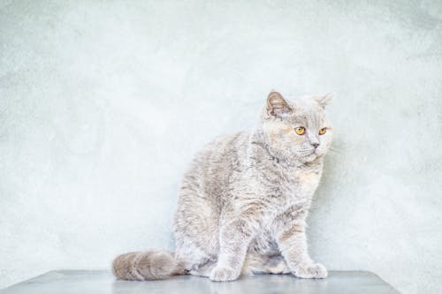 Безкоштовне стокове фото на тему «вуса, домашній кіт, домашня тварина»