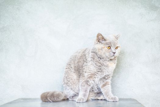 一只美丽的英国短毛猫，长着橙色的眼睛，在极简主义的室内环境中摆着姿势