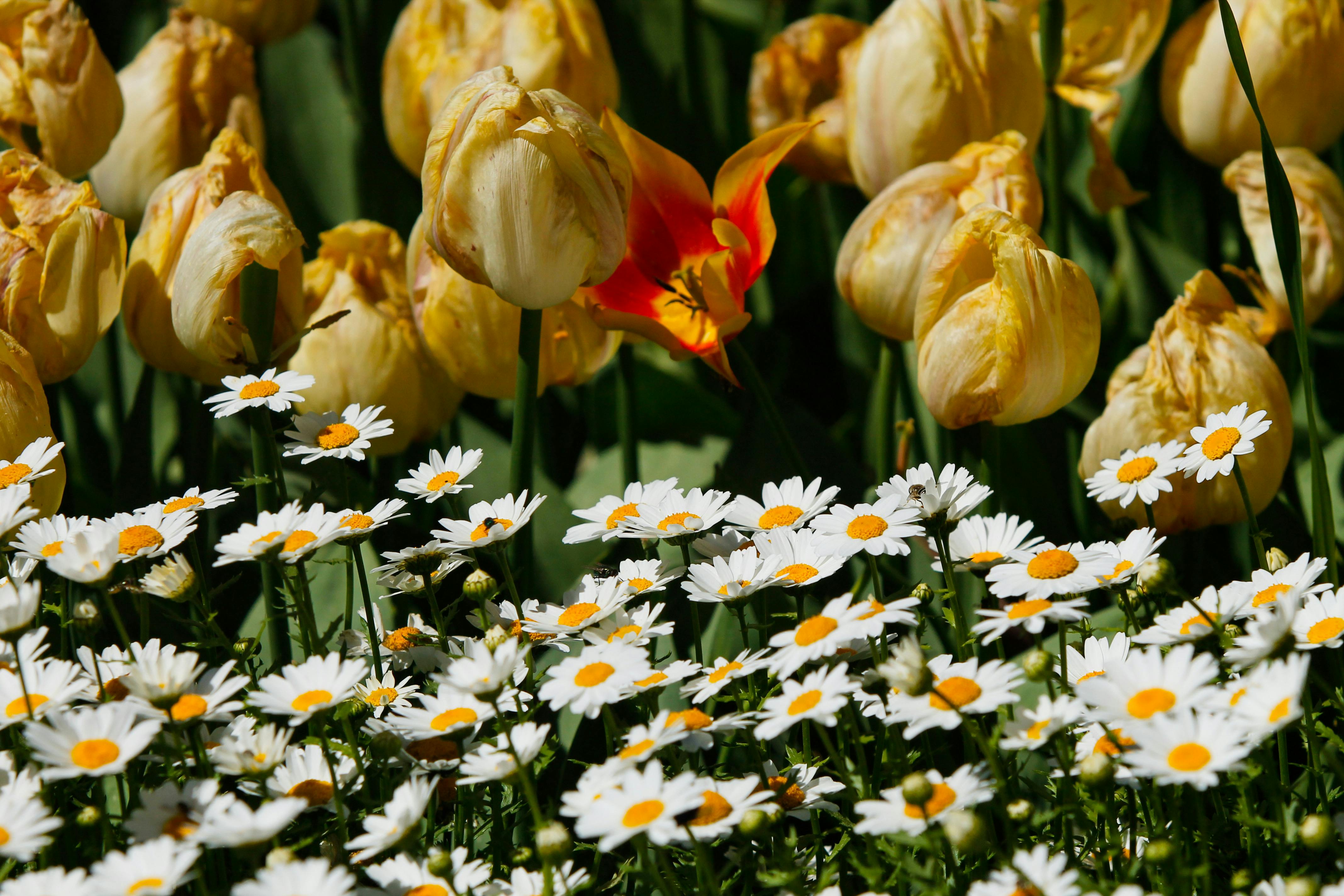 free-photo-of-naturaleza-flores-amarillo-prado Manejo Integrado de Plagas en Huertos Residenciales: Estrategias Eficientes para Proteger tu Jardín