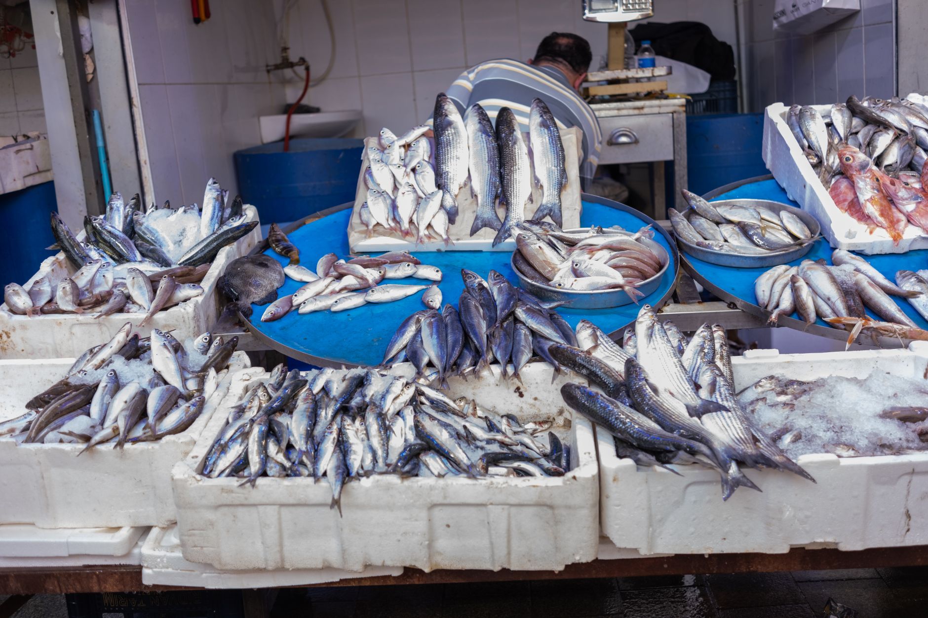 Vibrant assortment of fresh fish at a bustling market stall in Izmir, Türkiye.