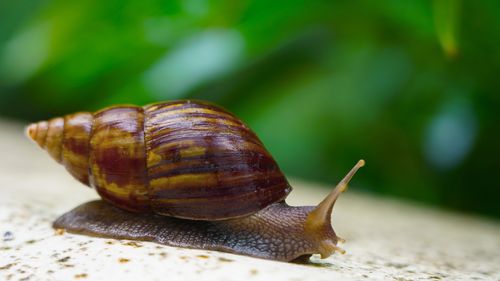 Free Detailed image of a snail on a leaf in Lomé, Togo, showcasing its textured shell. Stock Photo