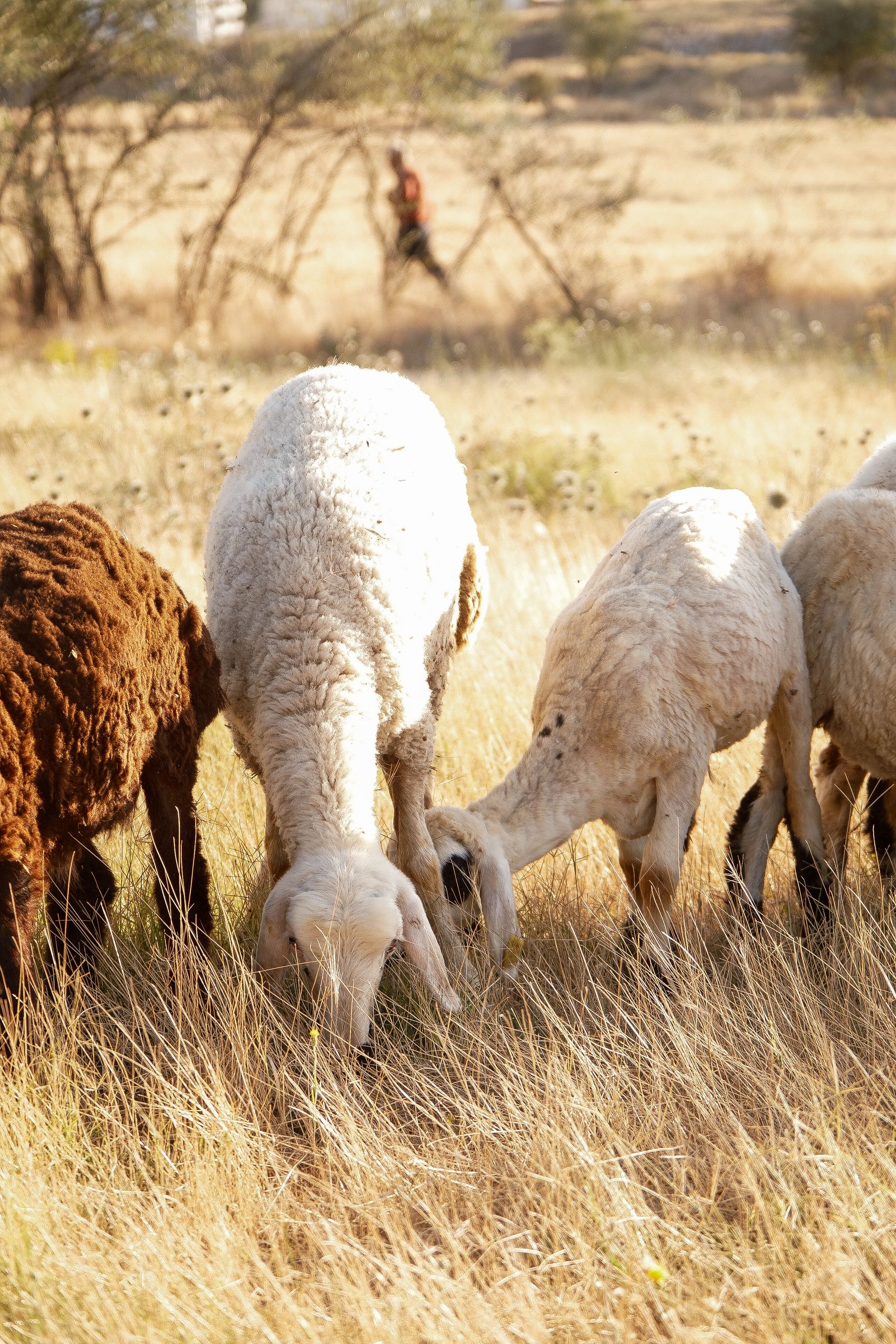 Troupeau de moutons dans une prairie