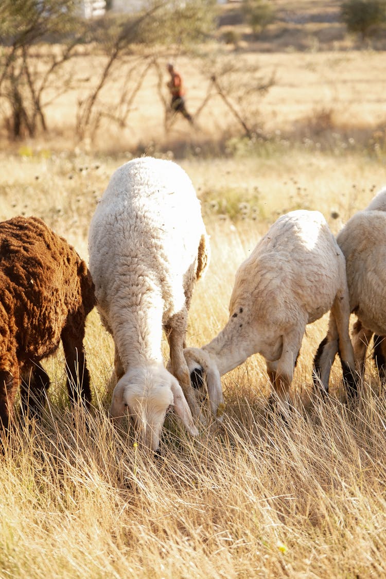 Flock Of Sheep On Field