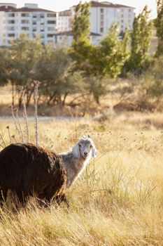 A goat grazes in a sunlit field near apartment buildings, capturing a peaceful rural-urban contrast.