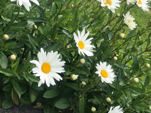 Free Daisies Stock Photo