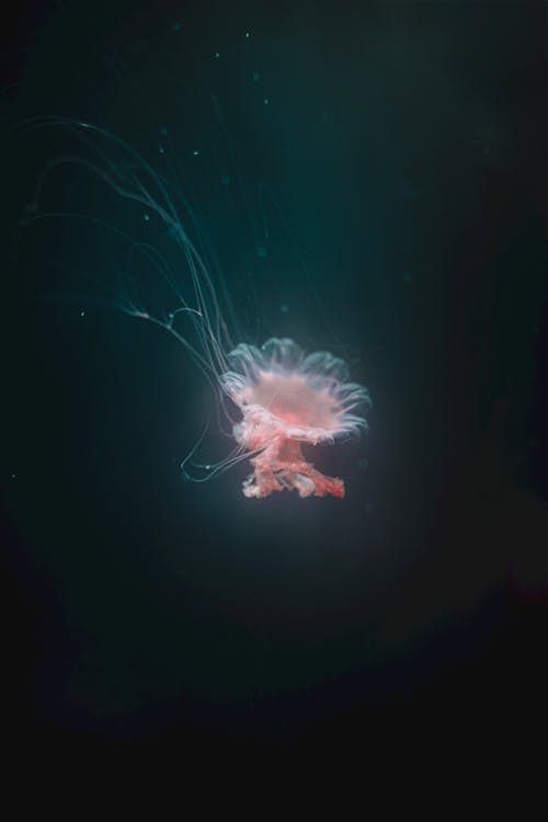 Free Orange Jellyfish Photo Stock Photo