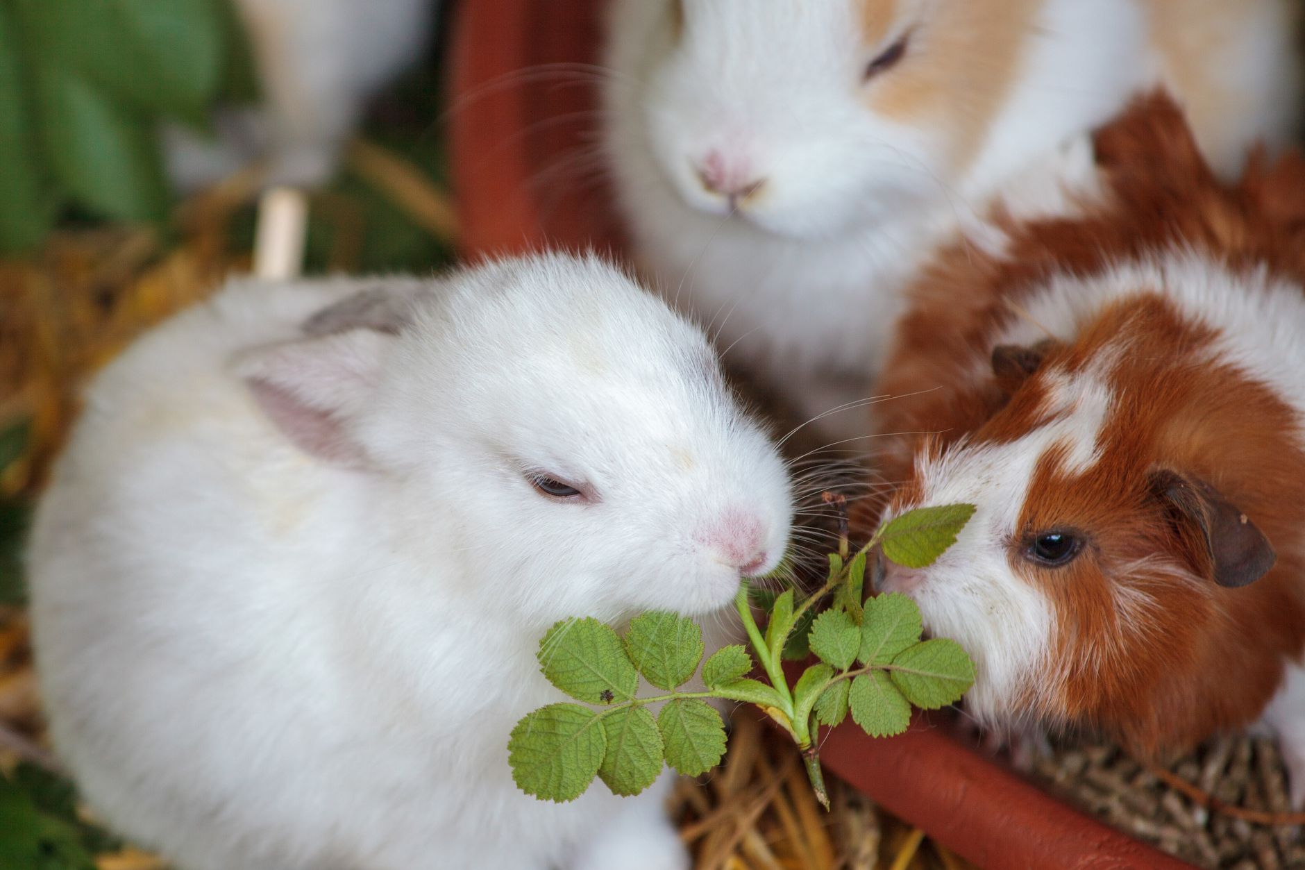 Cute rabbits and a guinea pig feeding on a green plant, enjoying their meal together.