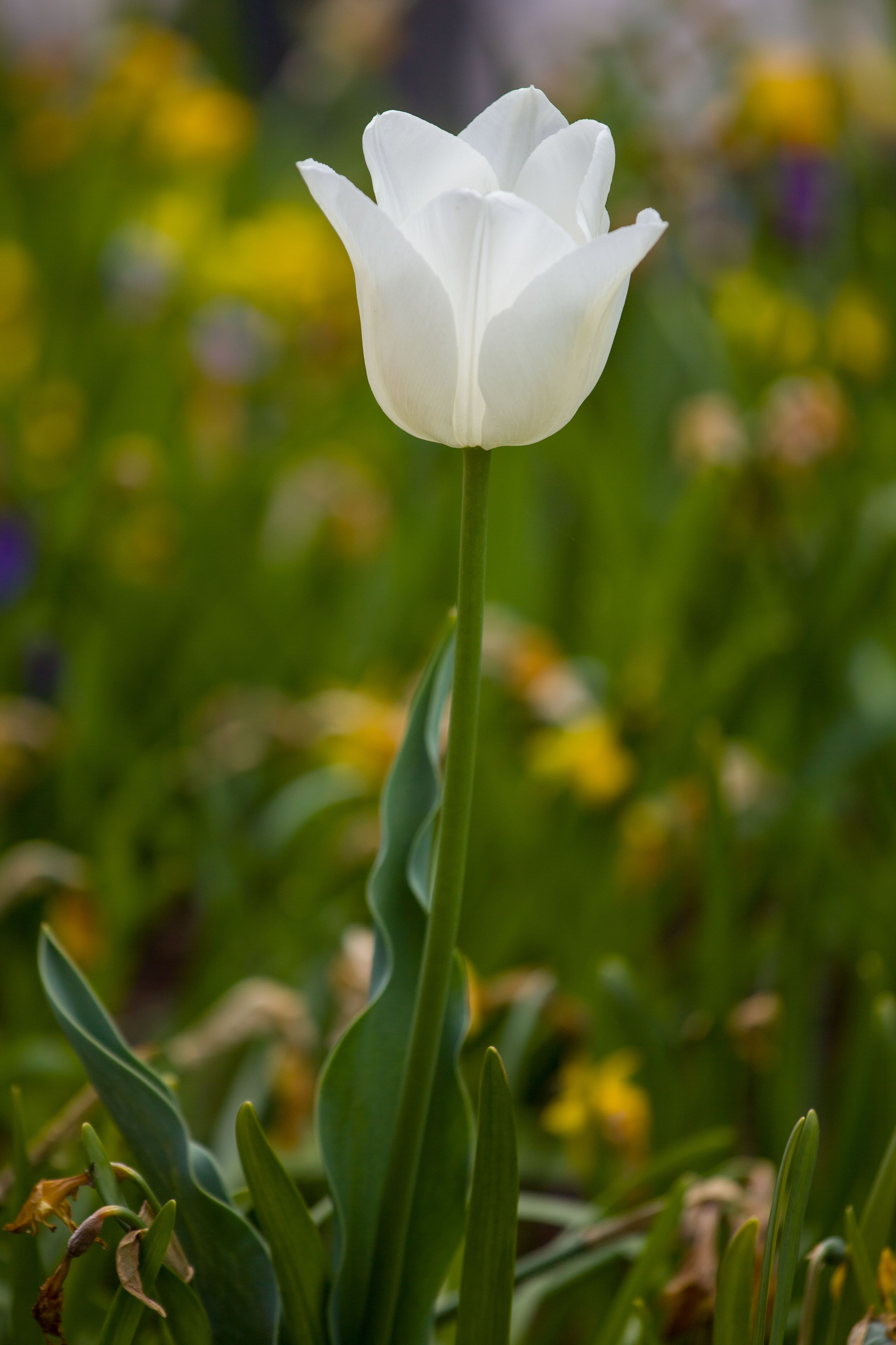 Close-up of a White Tulip in a Garden · Free Stock Photo