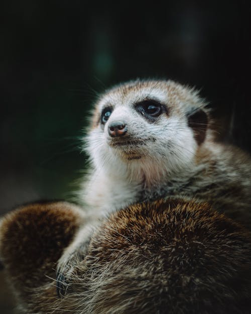 White and Brown Meerkat