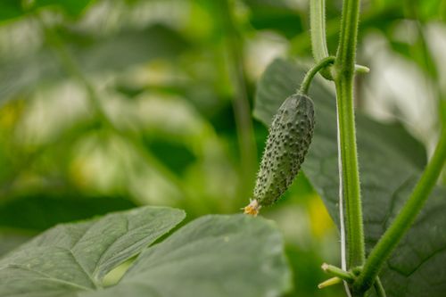Free Detailed view of a small, unripe cucumber growing on a vine with green leaves. Stock Photo