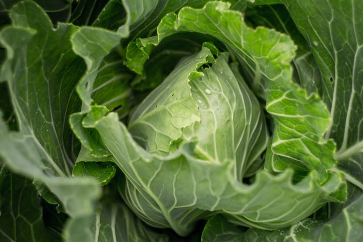 Close Up Of Cabbage Leaves