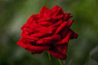 红玫瑰花瓣上挂着露珠，令人惊叹，展现了大自然的美丽与新鲜