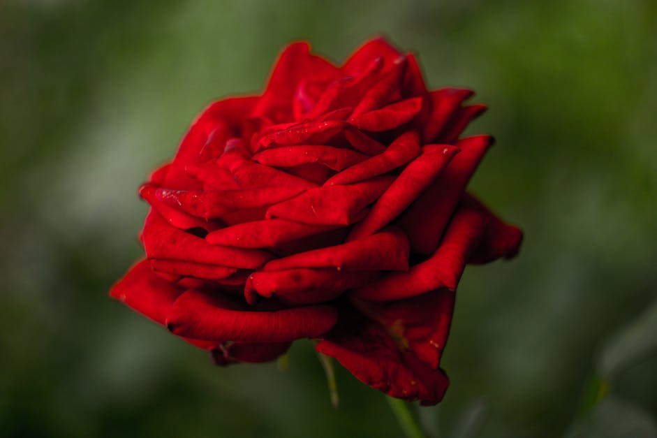 95,704 Red Rose Stock Photos, High-Res Pictures, and Images