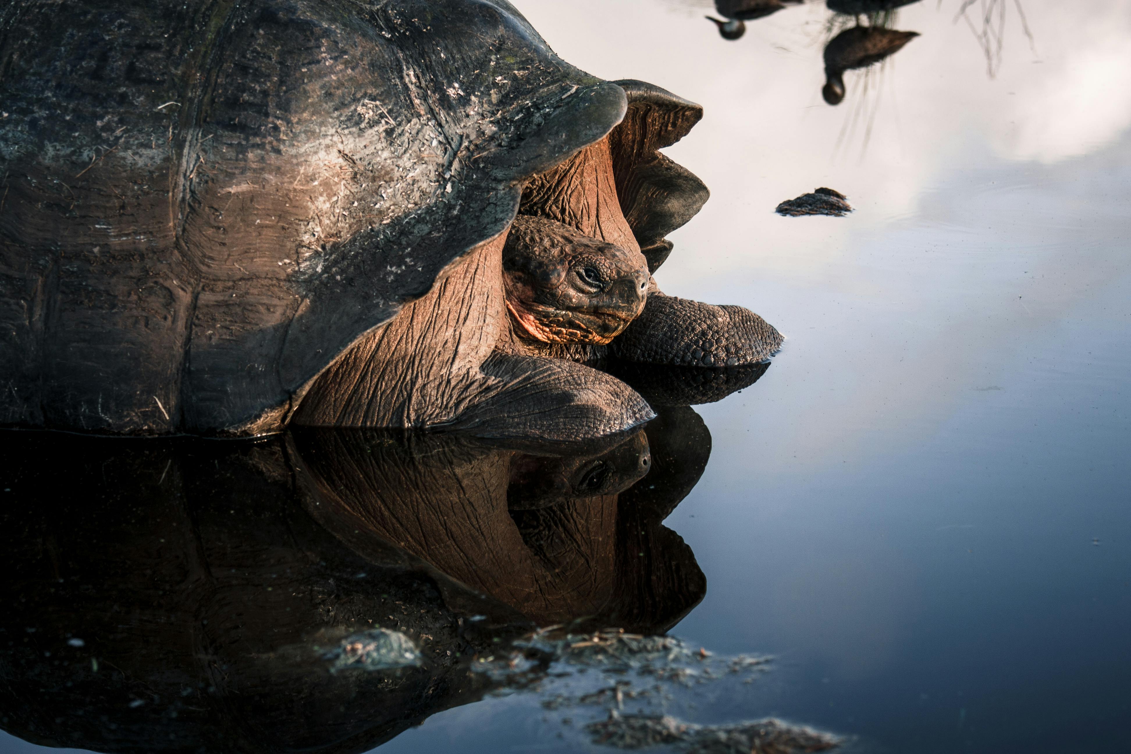 Captivating shot of a Galapagos tortoise reflecting in a serene waterhole, showcasing its natural habitat.