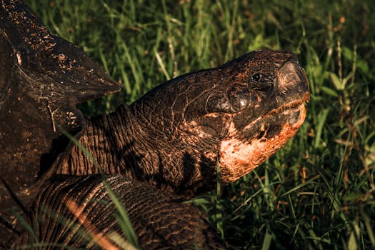 Close-up of a Galapagos tortoise in greenery, showcasing its textured skin in the sunlight.