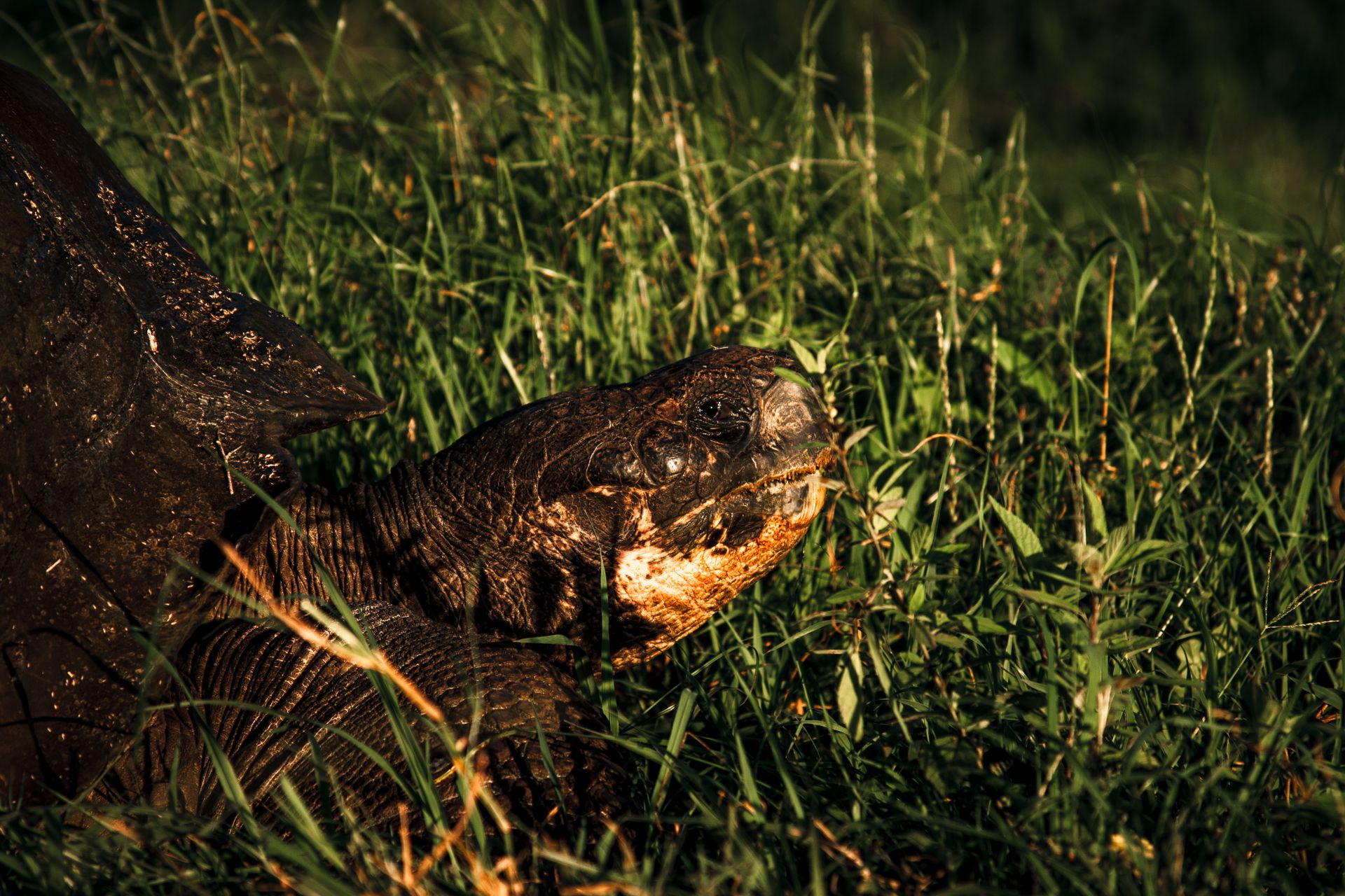 Galapagos Tortoise Enjoying Sunshine
