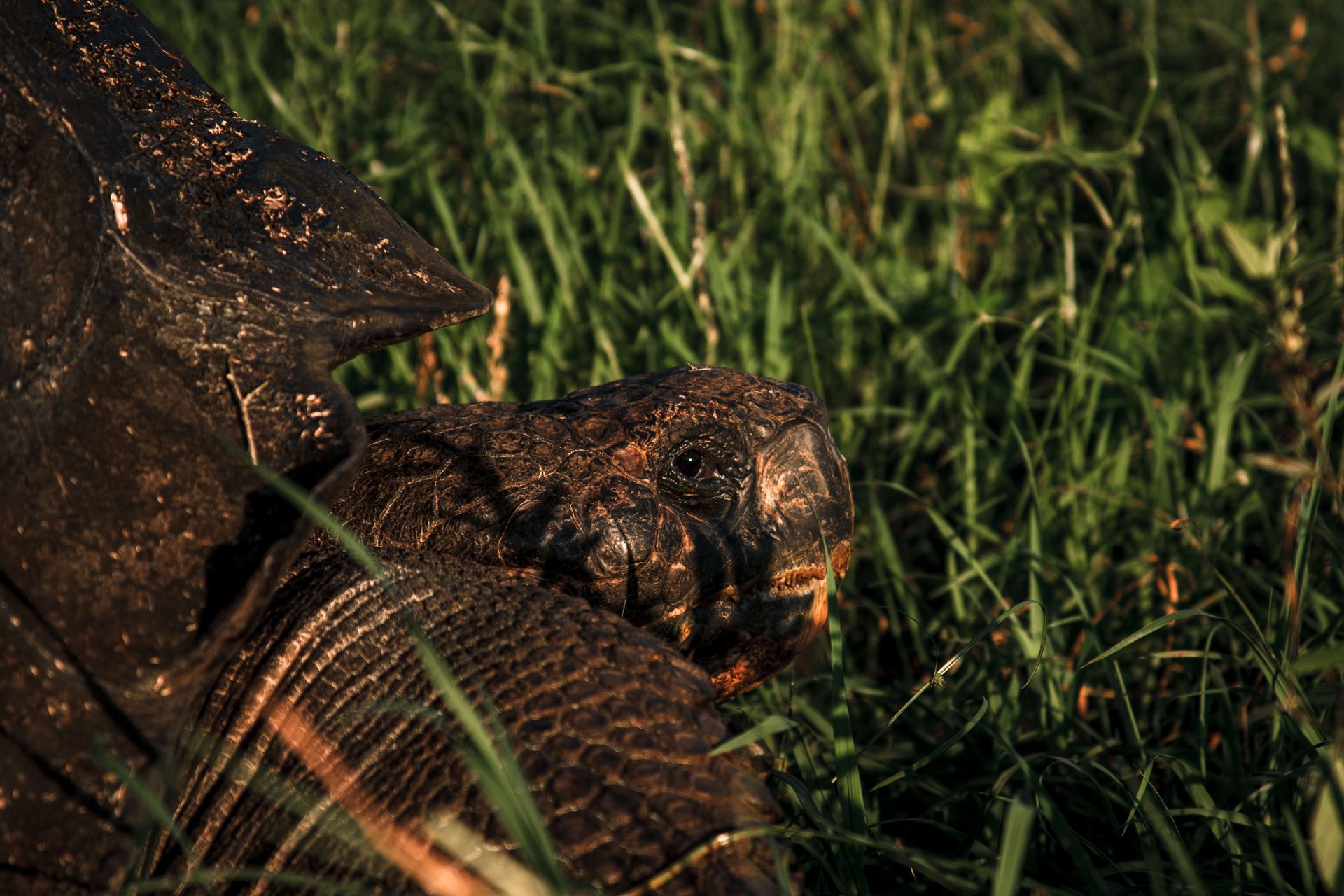 Galapagos Tortoise Grazing in Sunlit Meadow