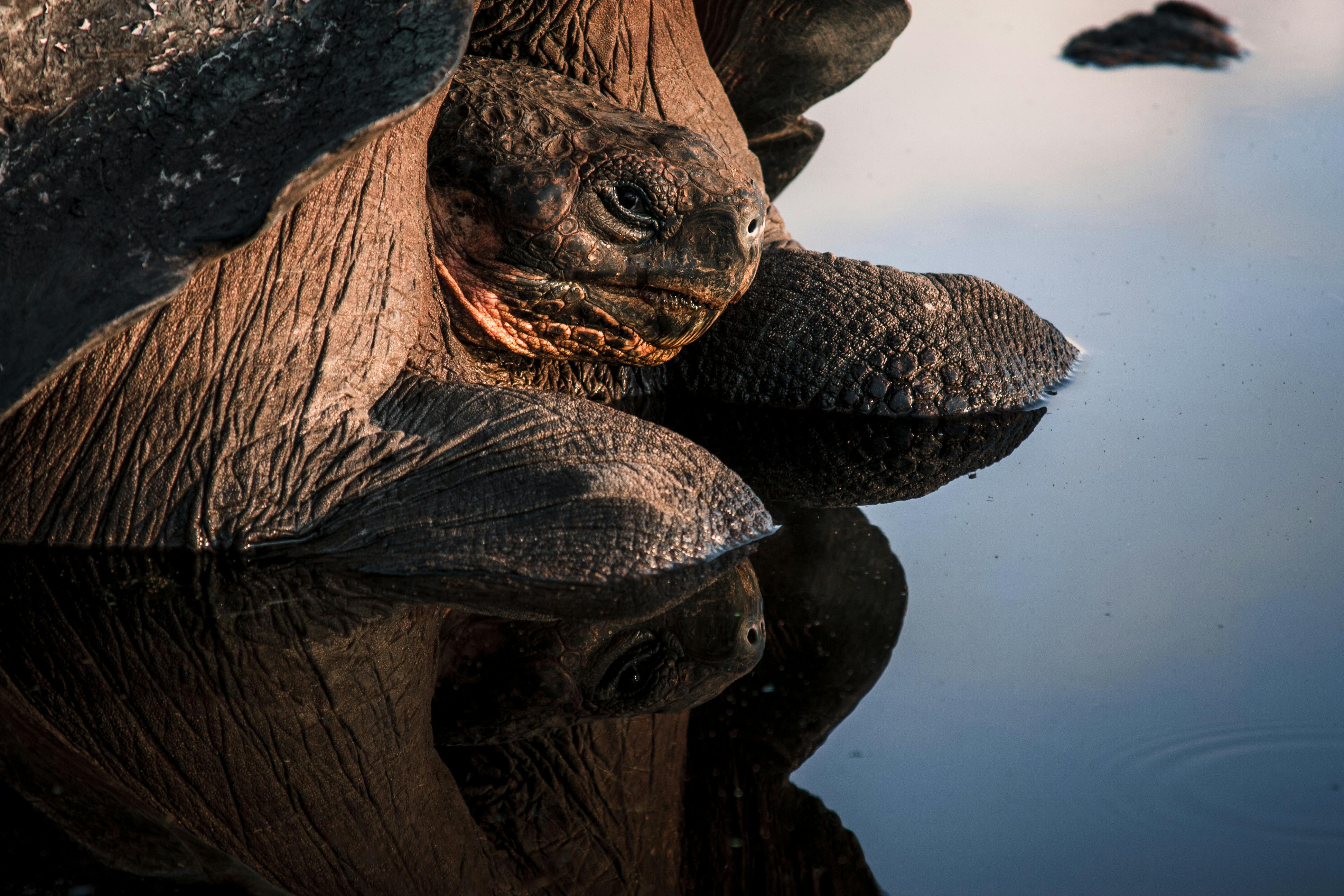 close up of galapagos tortoise in reflection