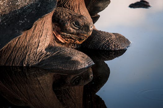 A detailed close-up of a giant tortoise resting by a calm water pool, reflecting its serene habitat.