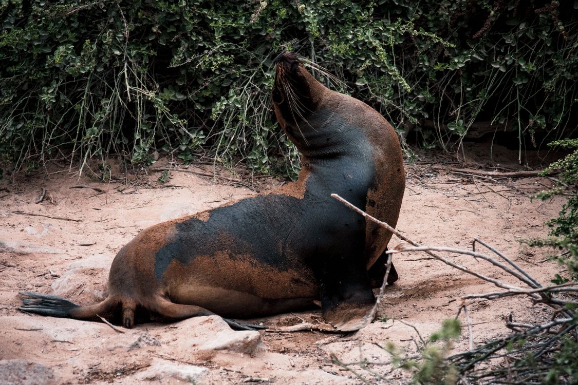Sea Lion Images Galapagos Sea Lion in Natural Habitat · Free Stock Photo